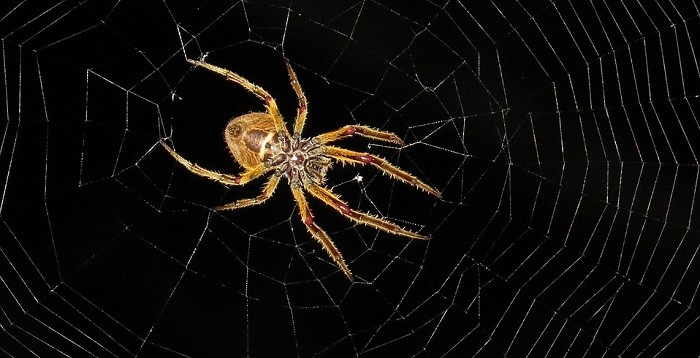 Sonhando com aranhas – significado e interpretação