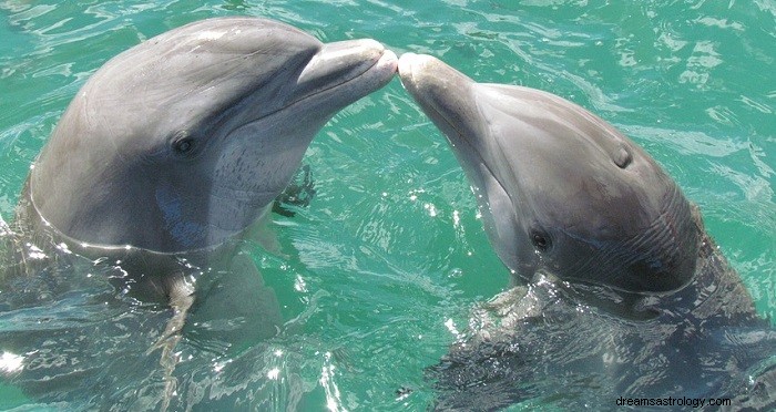 Sogni sui delfini:significato e interpretazione