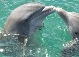 Rêves de dauphins - Signification et interprétation