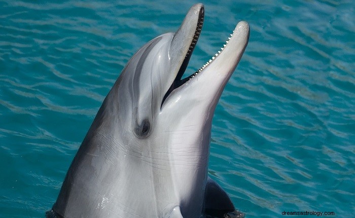Sny o delfínech – význam a výklad