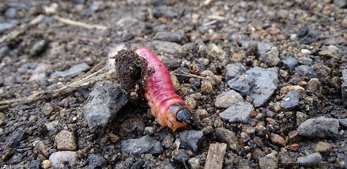 Drømmer om maggots – mening og tolkning