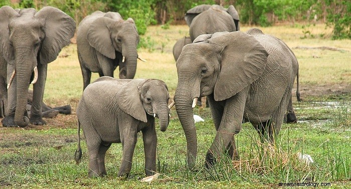 Sonhos com elefantes – significado e interpretação