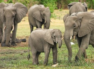 Sonhos com elefantes – significado e interpretação