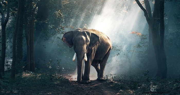 Drömmar om elefanter – mening och tolkning