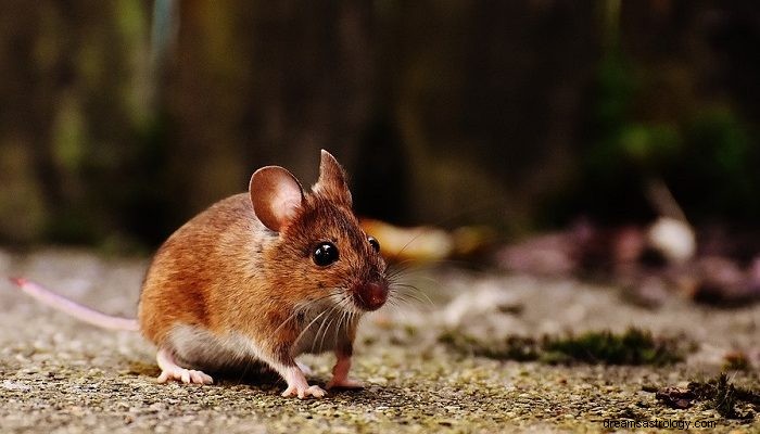Sueños con Ratones, Ratón – Significado e Interpretación