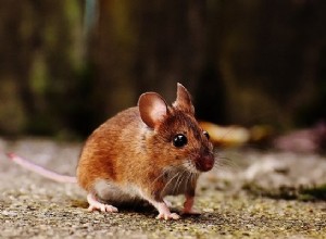 Rêves de souris, de souris - Signification et interprétation