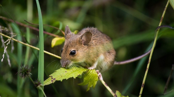 Mimpi Tentang Tikus, Tikus – Arti dan Tafsirnya