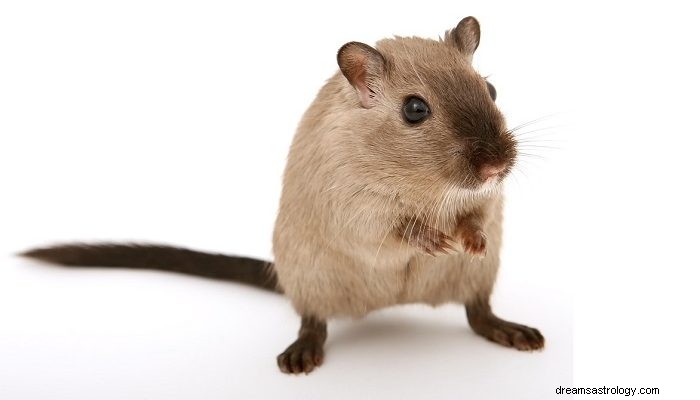 Drömmer om råttor – mening och tolkning