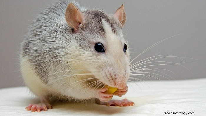 Drömmer om råttor – mening och tolkning