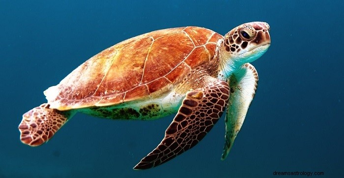 Marzenia o żółwiach – znaczenie i interpretacja