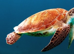 Sueños con tortugas:significado e interpretación