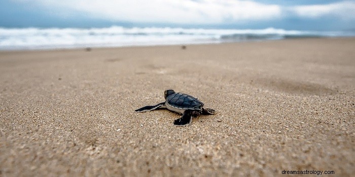 Dromen over schildpadden - betekenis en interpretatie