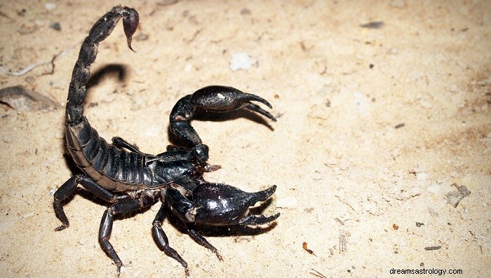 Sonhos sobre escorpiões – significado e interpretação