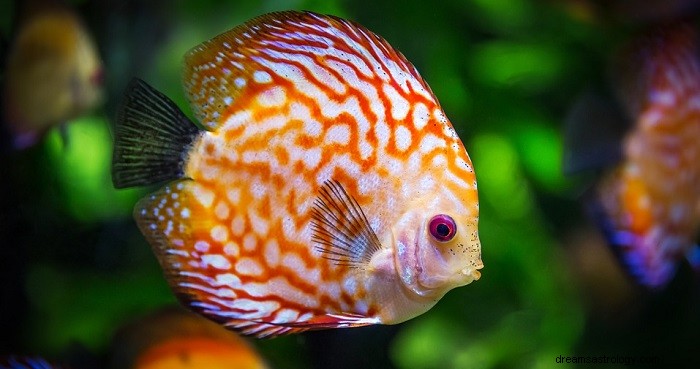 Sueños con peces:significado e interpretación