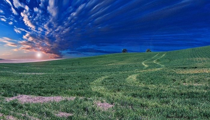 Mimpi Tentang Rumput – Arti dan Tafsirnya
