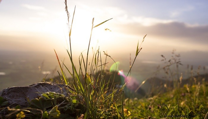 Dromen over gras - betekenis en interpretatie