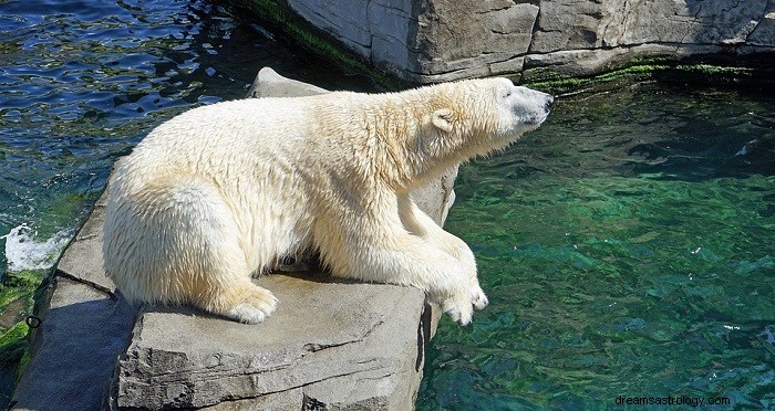 Rêves d ours – Signification et interprétation