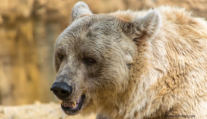 クマの夢 – 意味と解釈