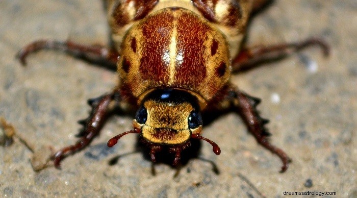 Sogni sugli scarafaggi:significato e interpretazione