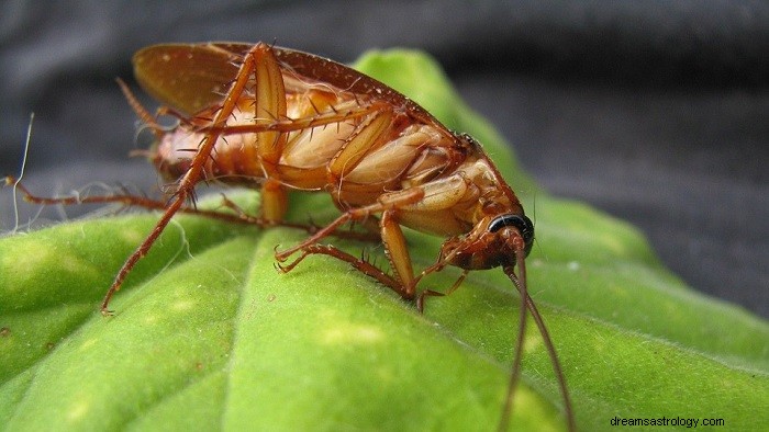 Drømmer om kakerlakker – mening og tolkning