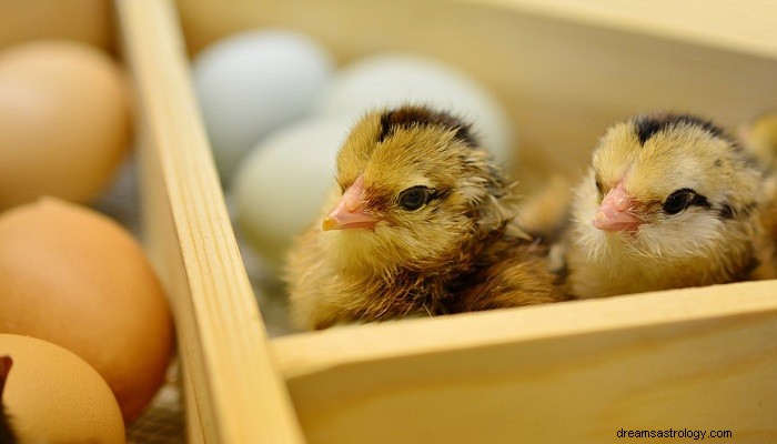 Drömmar om kyckling – betydelse och tolkning