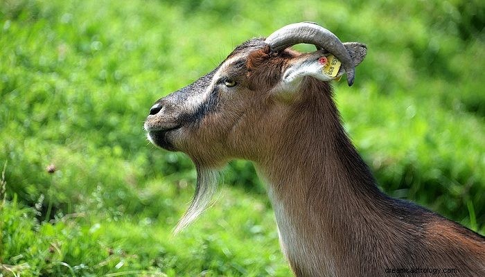 Sonhos com cabras – significado e interpretação