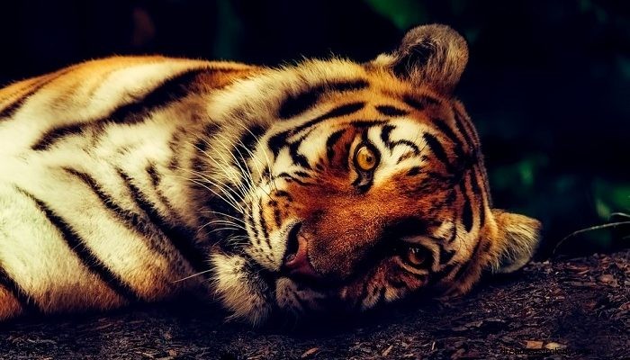 Sueños con tigres:significado e interpretación