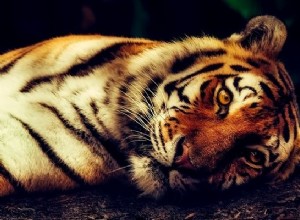 Sny o tygrech – význam a výklad