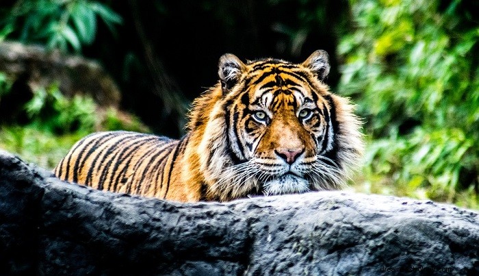 Sny o tygrech – význam a výklad