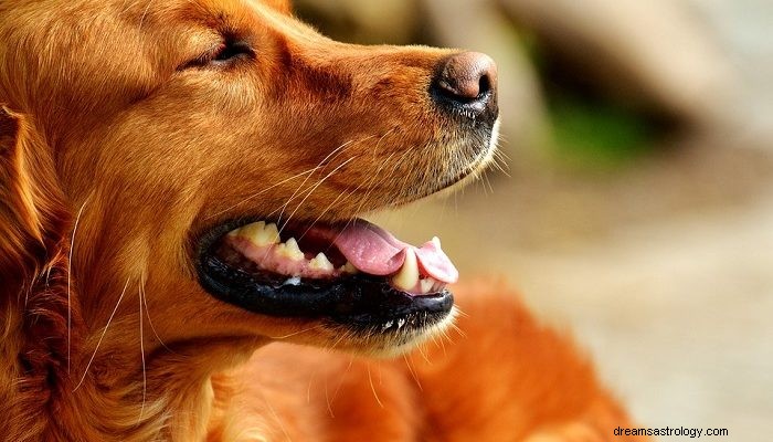 Dromen over bruine hond - betekenis en interpretatie