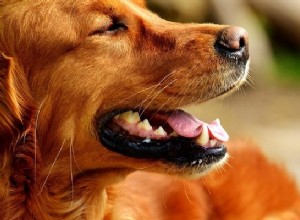 茶色い犬の夢 – 意味と解釈