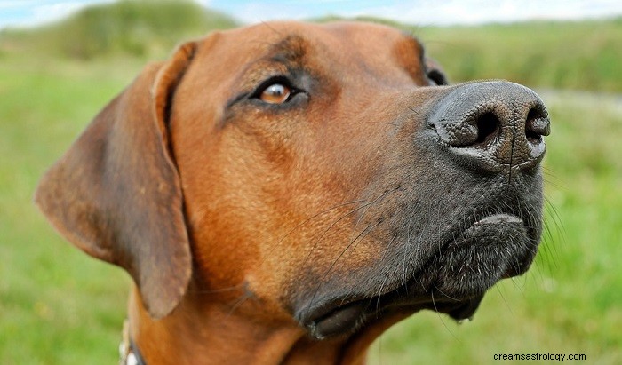 Drömmer om brun hund – betydelse och tolkning