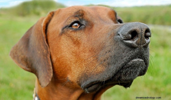 Sueños con Perro Marrón – Significado e Interpretación