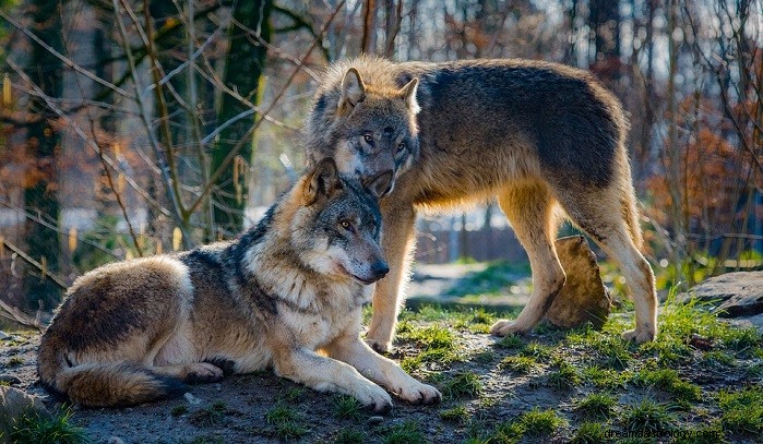 Sonhos com lobos – significado e interpretação