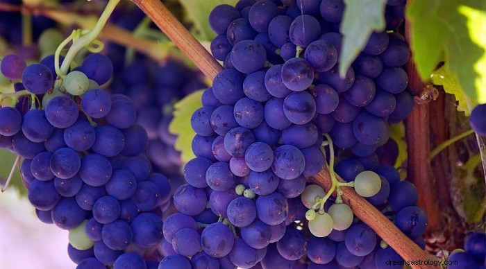 Bijbelse betekenis van druiven in dromen – interpretatie en betekenis