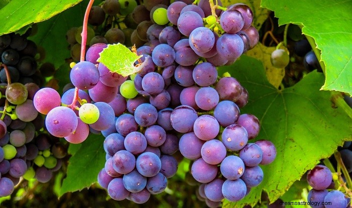 Significato biblico dell uva nei sogni – Interpretazione e significato