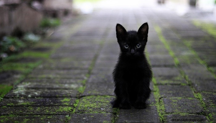 Gato preto em um sonho – significado e simbolismo