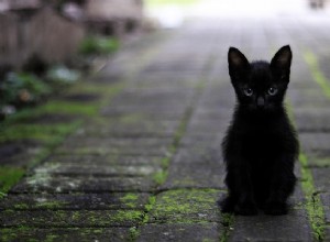 Gato negro en un sueño:significado y simbolismo