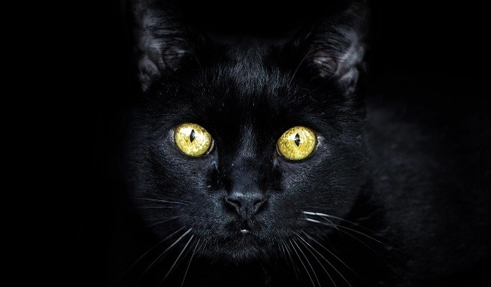 Chat noir dans un rêve - Signification et symbolisme