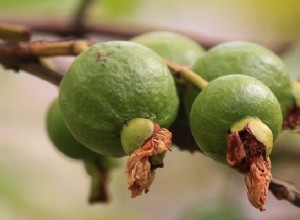 Goiaba – significado e simbolismo dos sonhos