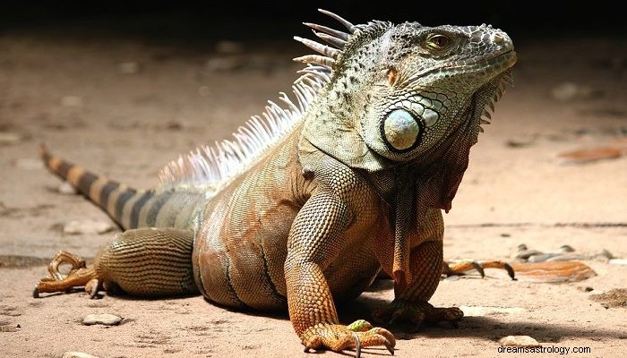 Sogni sulle iguane:significato e simbolismo