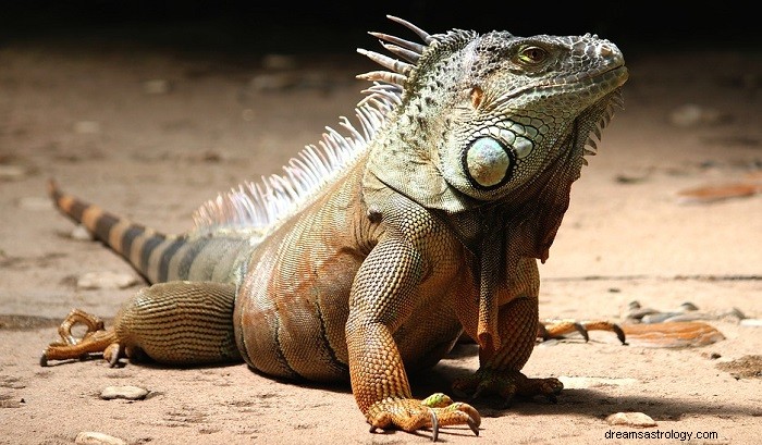 Sonhos sobre iguanas – significado e simbolismo
