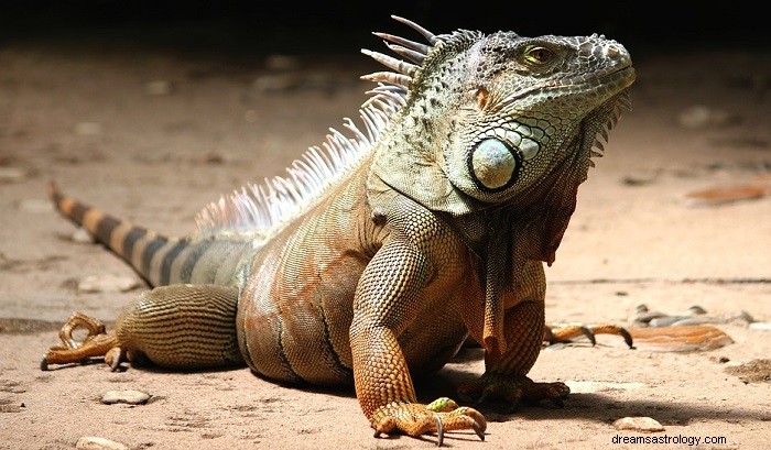 Sueños con iguanas:significado y simbolismo