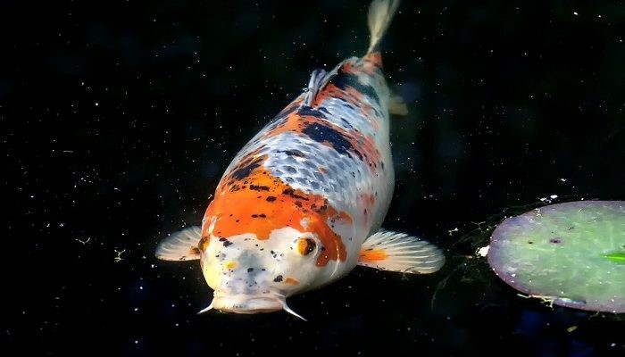 Sny o rybách Koi – význam a symbolika