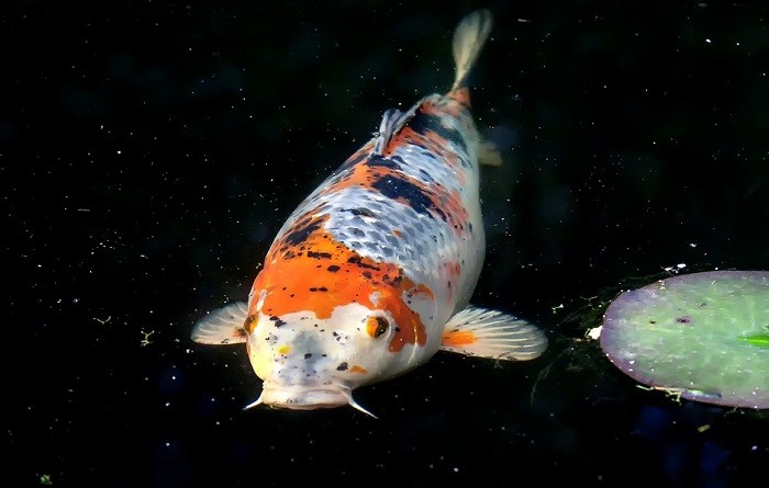 Sueños con peces koi:significado y simbolismo