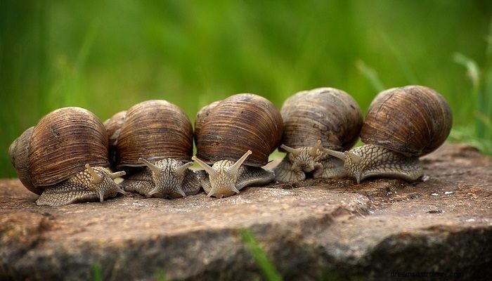 Sonhando com caracóis – significado e simbolismo