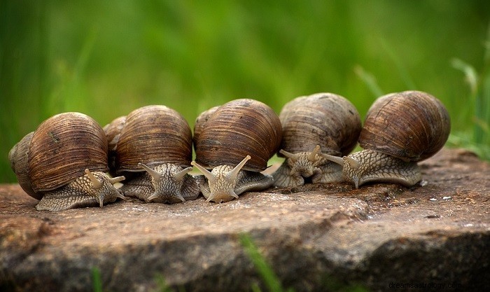 Rêver d escargots - Signification et symbolisme