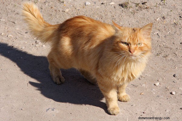 Zwangere kattendroom Betekenis:wat betekent het om een ​​zwangere kat in een droom te zien?