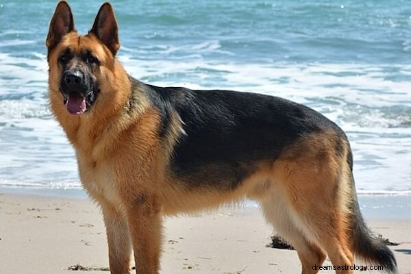 Sonho do pastor alemão Significado:O que um cão pastor alemão simboliza?