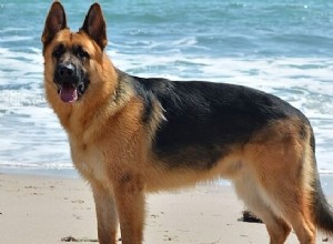 Il sogno di un pastore tedesco Significato:cosa simboleggia un cane da pastore tedesco?
